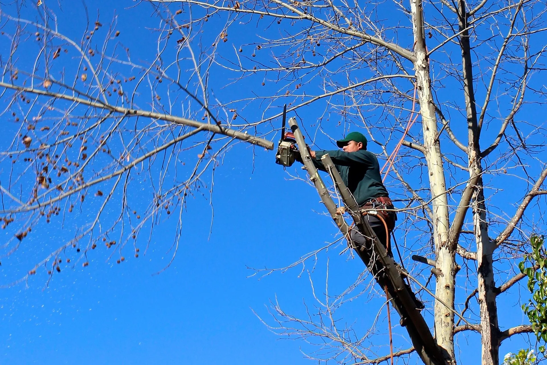 Da lunedì 31 agosto al via l'abbattimento degli alberi compromessi. Anche a Prosecco