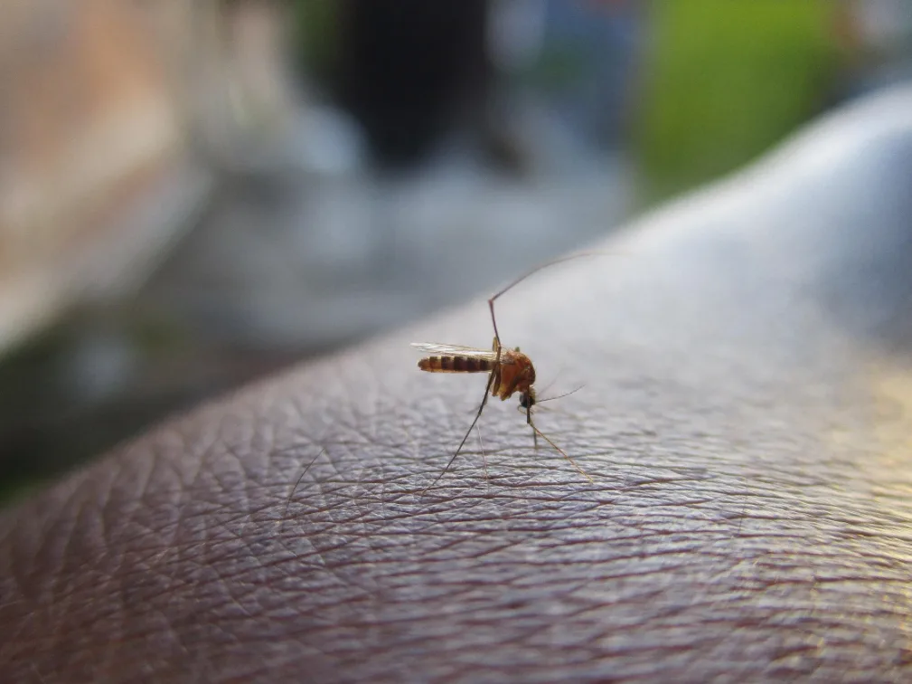 Trieste, caso di dengue: disinfestazione notturna in viale XX Settembre e zone limitrofe