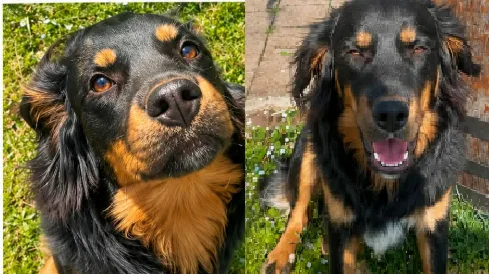 Trieste, investito a Basovizza e poi fuggito ferito: si cerca disperatamente un cane di un anno e mezzo
