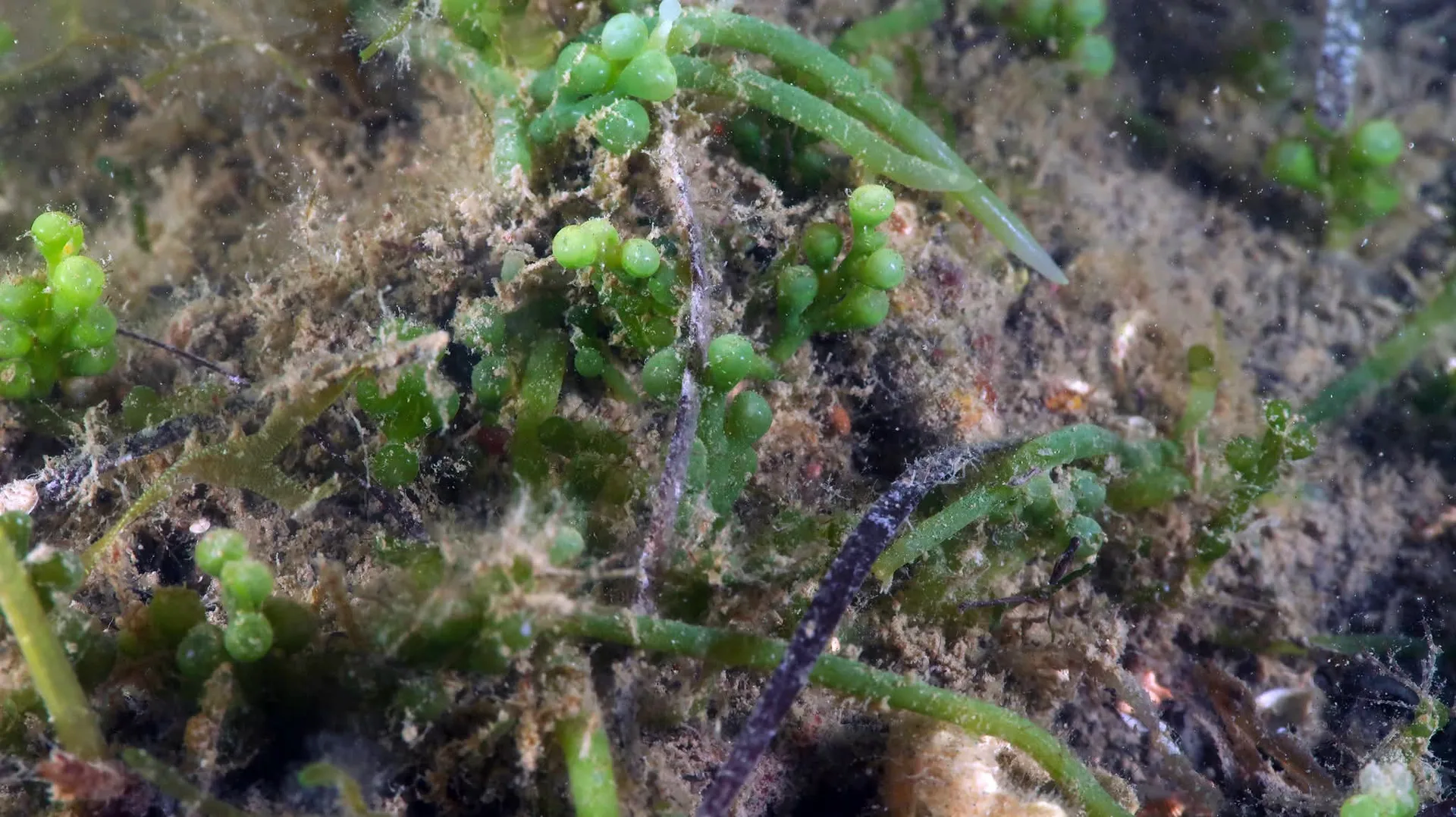 Allarme nel Golfo di Trieste: arriva l'alga aliena invasiva Caulerpa cylindracea
