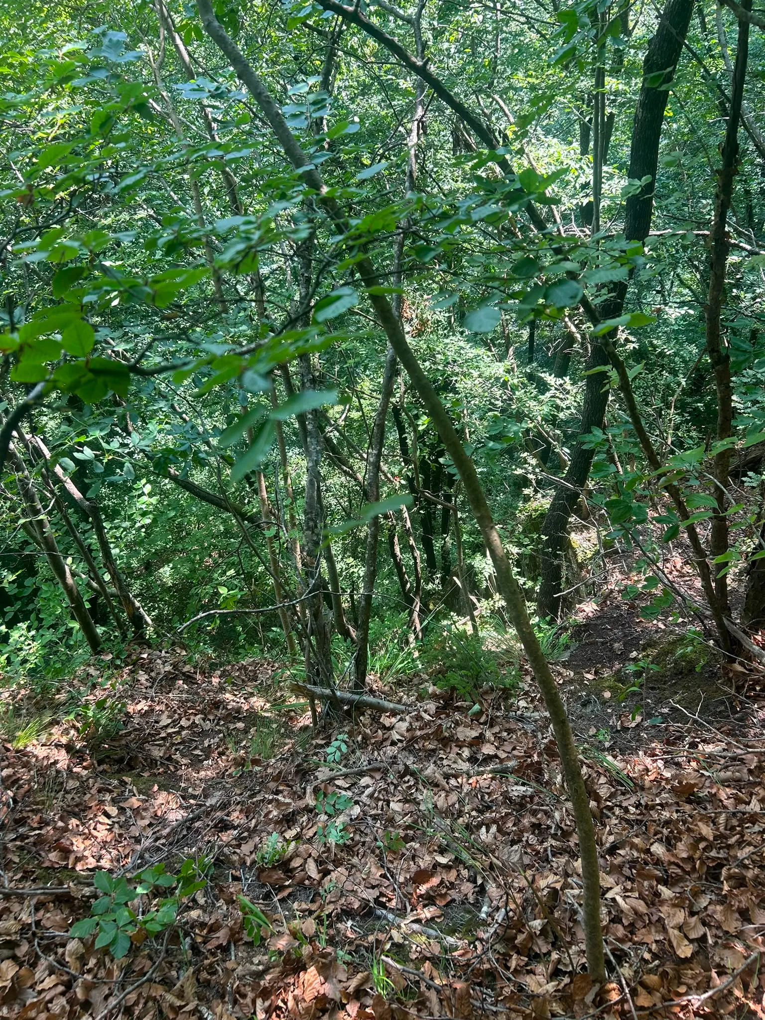 Raveo, scout di 9 anni precipita per 20 metri nel bosco: salvato dall'elisoccorso
