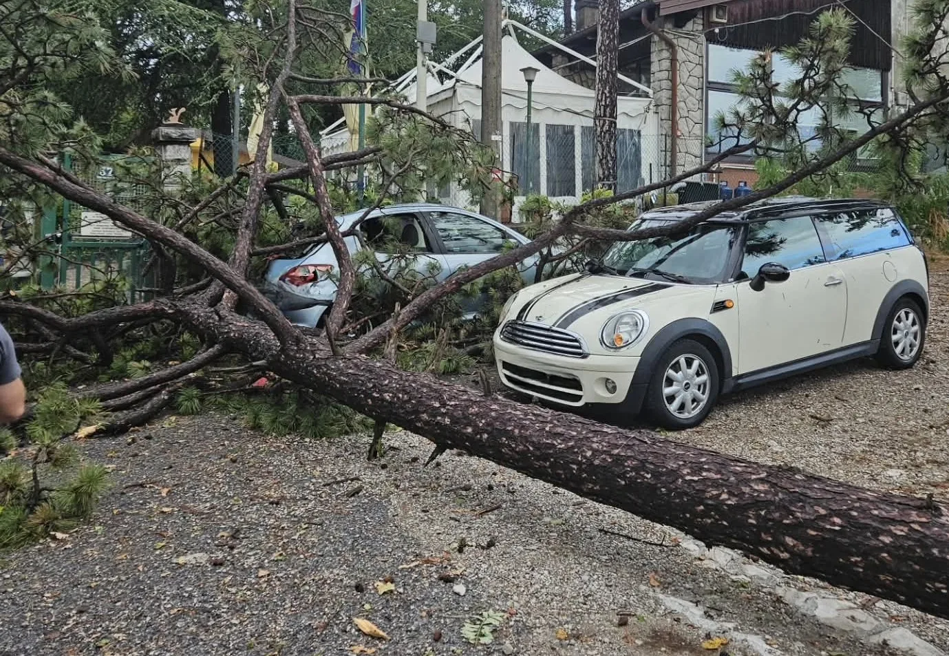 Trieste, maltempo all’Obelisco: albero di tre metri cade sulle auto, triplo intervento della Protezione civile