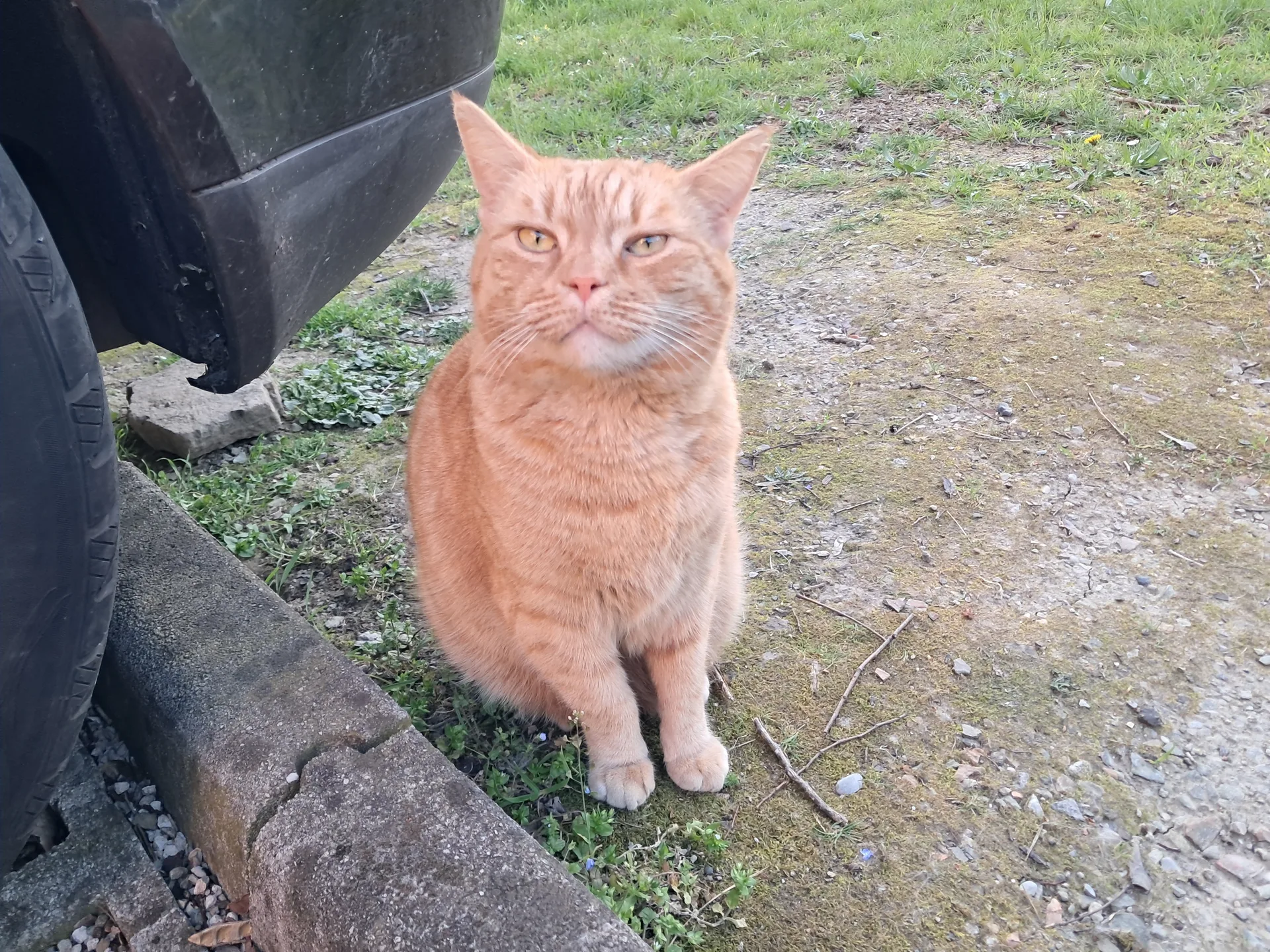 Trieste, scomparso il gatto Sunny: l'appello dei cittadini della zona di via del Capofonte
