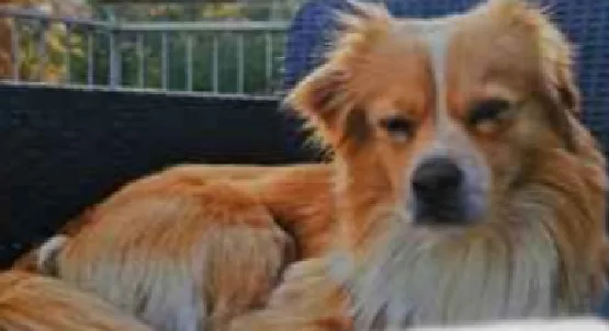 Trieste, smarrito il piccolo Dizzy: avvistato tra Cattinara e Raute, l’appello per ritrovarlo