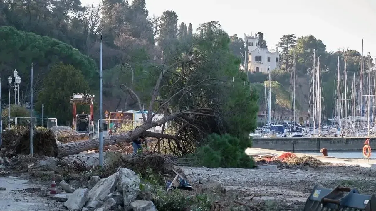 Trieste, battaglia per i pini di Grignano: «Fedriga, da che parte state?», presidio in piazza Unità