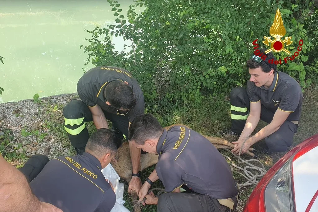 Capriolo intrappolato nel canale, salvato dai Vigili del fuoco dopo una corsa contro il tempo (VIDEO)