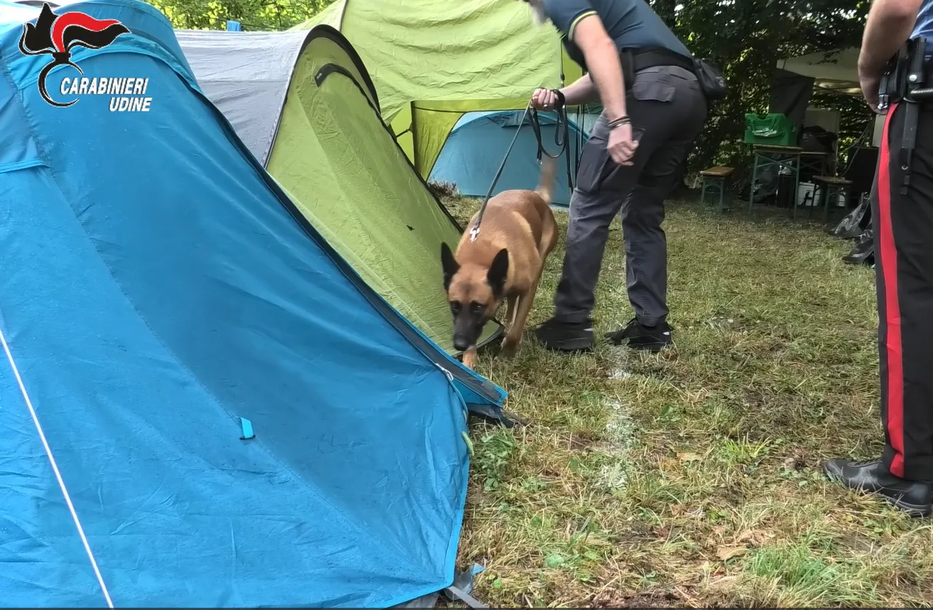 Vernasso 2026, non solo musica: spuntano hashish, marijuana e cinque patenti ritirate