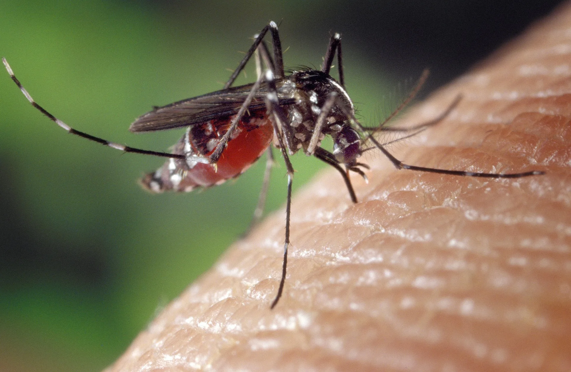 Caso di virus Dengue, le indicazioni di ASUGI