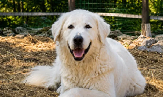 Olimpia, il cane che ha unito il Friuli Venezia Giulia: dopo oltre un anno finalmente una nuova vita