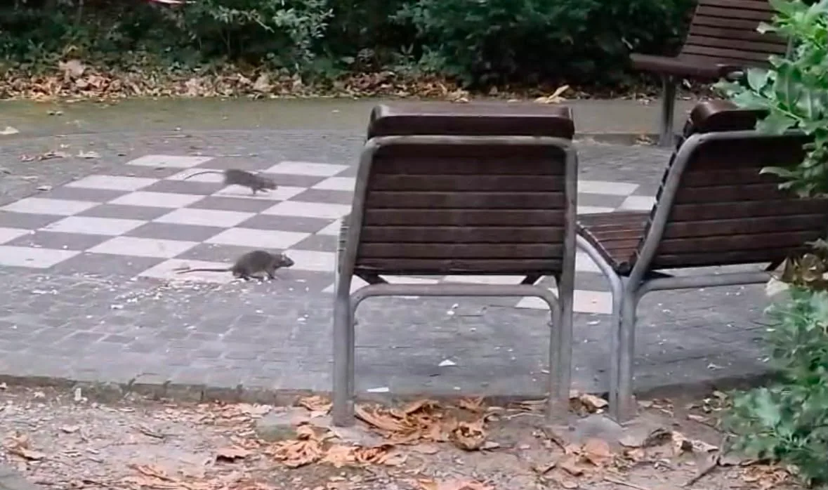 Ratti nel Giardino pubblico, PD chiede intervento: “Area frequentata da bambini e famiglie” (VIDEO)