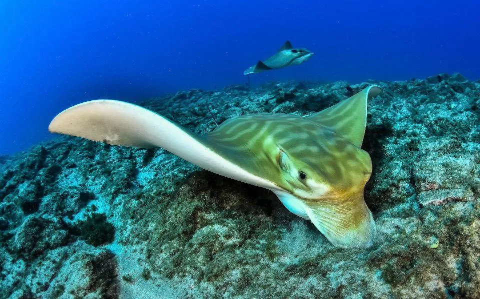 "Vaccarelle di mare" nel Golfo. Il consigliere Dell’Agata: "Massima vigilanza, la legge c'è ma serve responsabilità"