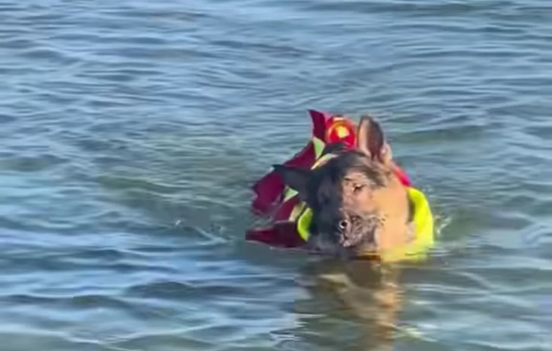 Barcolana, l’orizzonte di Marley: il cane cieco della Protezione Civile arriva a Trieste