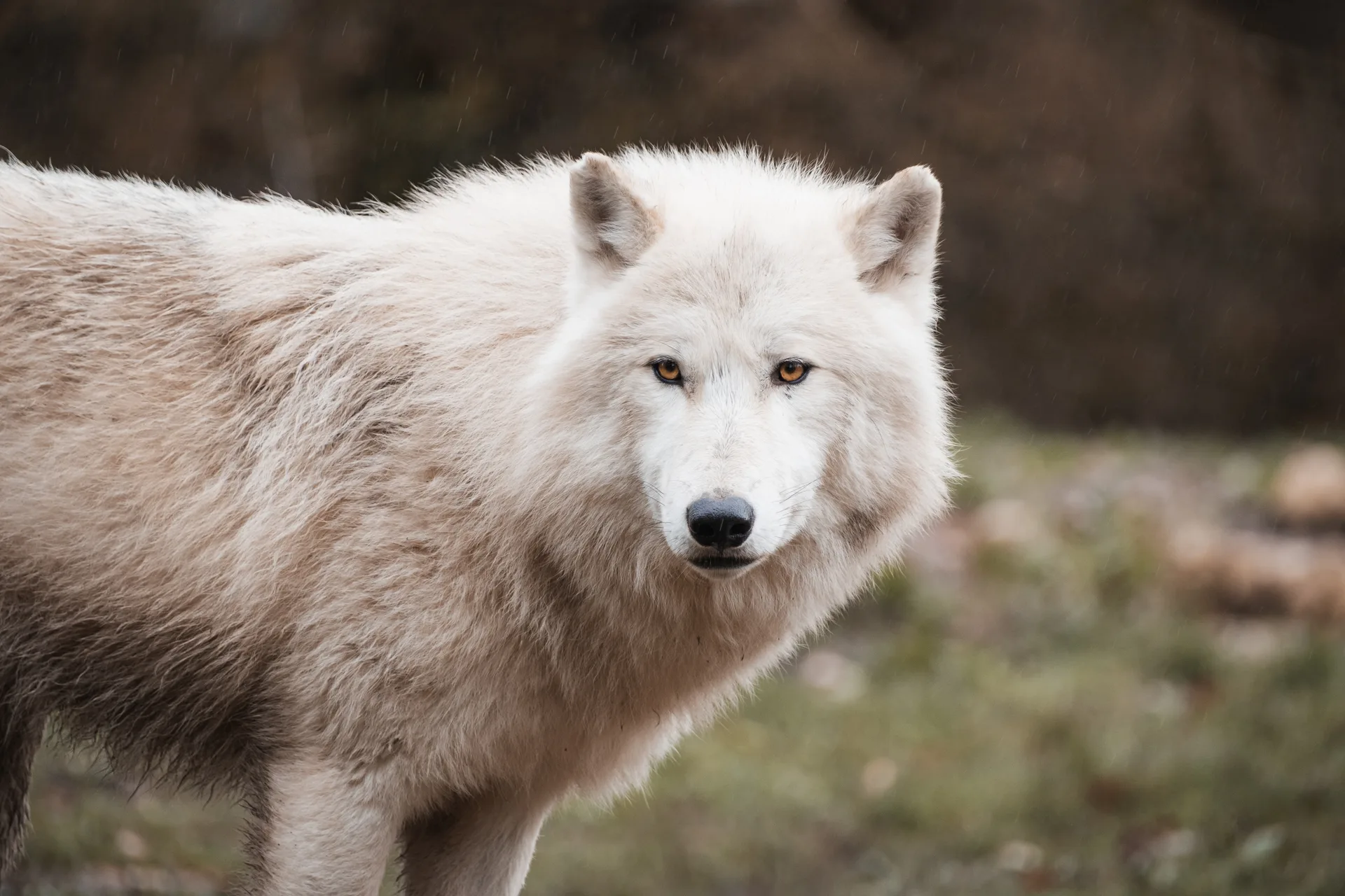 Lupo in Fvg, Partito Animalista: “No agli abbattimenti, serve più prevenzione”