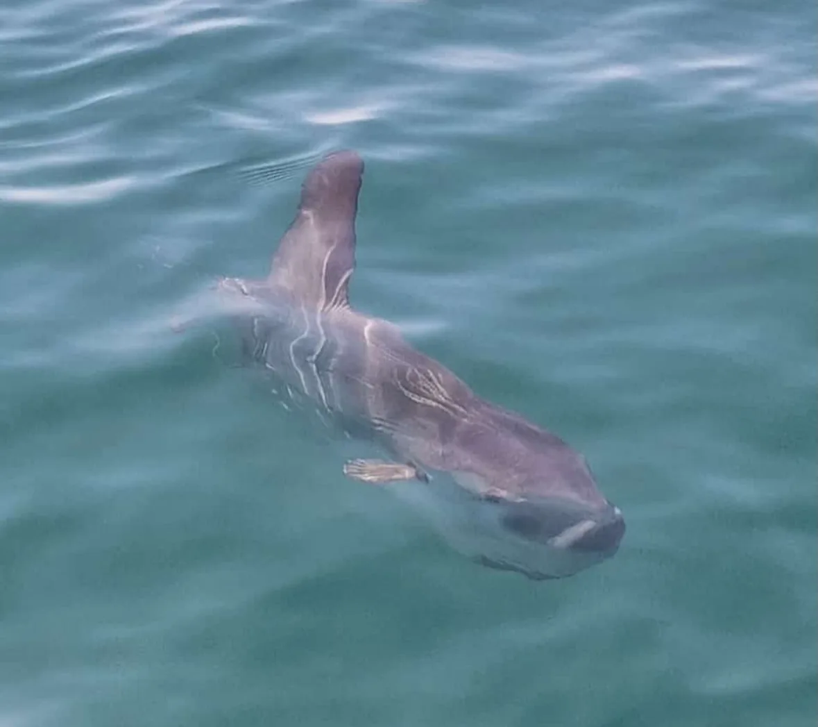 Pesce luna nel Golfo di Trieste, avvistato a un chilometro dal Bagno Sirena