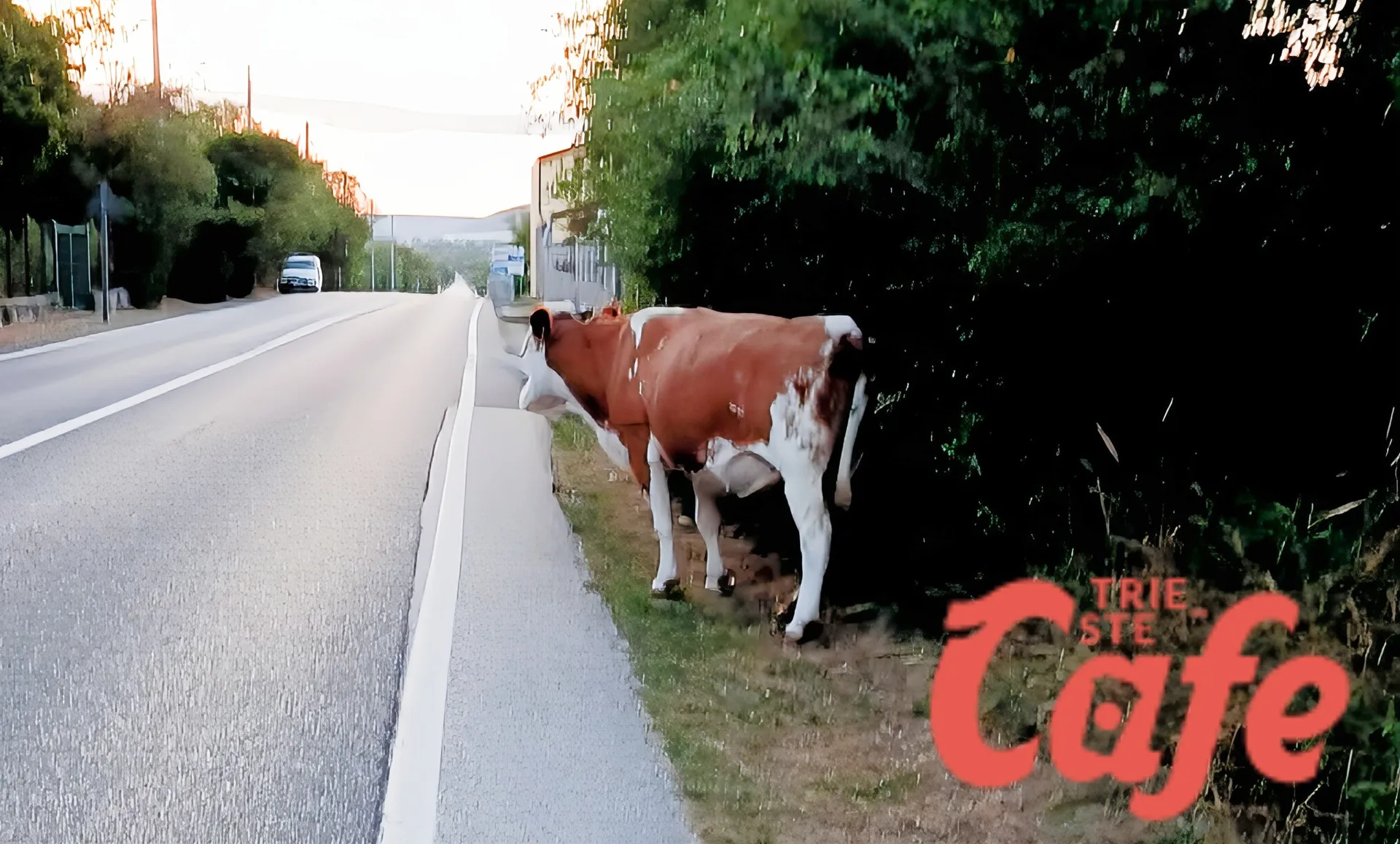Opicina, buongiorno... a colpi di "muu": mucche in strada sorprendono gli automobilisti