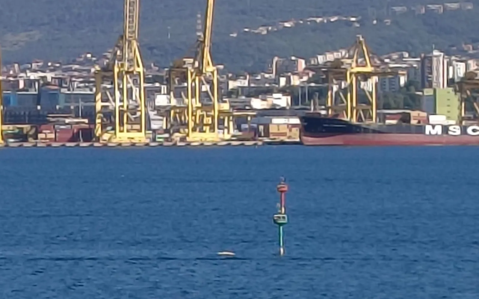 Muggia, delfino privo di vita davanti al terminal : cresce l'attesa per la rimozione (VIDEO)