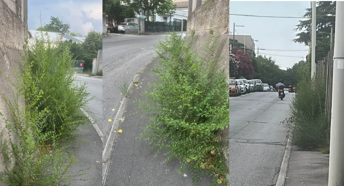 Erbacce sul marciapiede in via Pigafetta: "I pedoni sono costretti a camminare in strada"