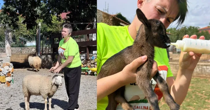 Sales, attività sospesa per “Beatrice, la Gallina Felice”: riunione in Comune e confronto sulle strutture